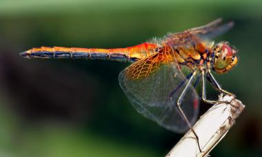 Dragonfly brief information