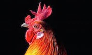 Why do you dream about a rooster: interpretation of sleep