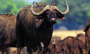 Āfrikas savannu fauna