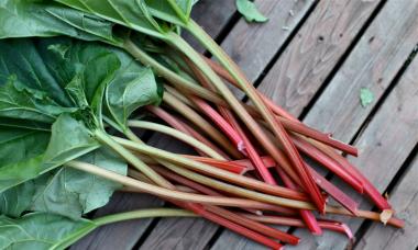 Rhubarbe - pétioles vitaminés Propriétés médicinales et contre-indications de la racine de rhubarbe